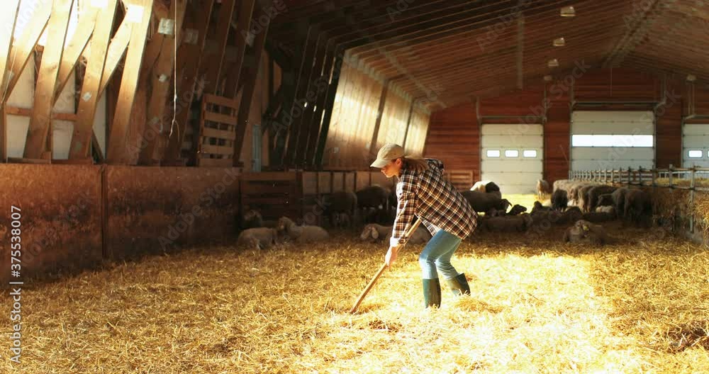 Caucasian young pretty woman shepherd cleaning hay with pitchfork in stable with sheep. Good-looking female farmer clean barn after cattle. Livestock shed. Working at animals farm.