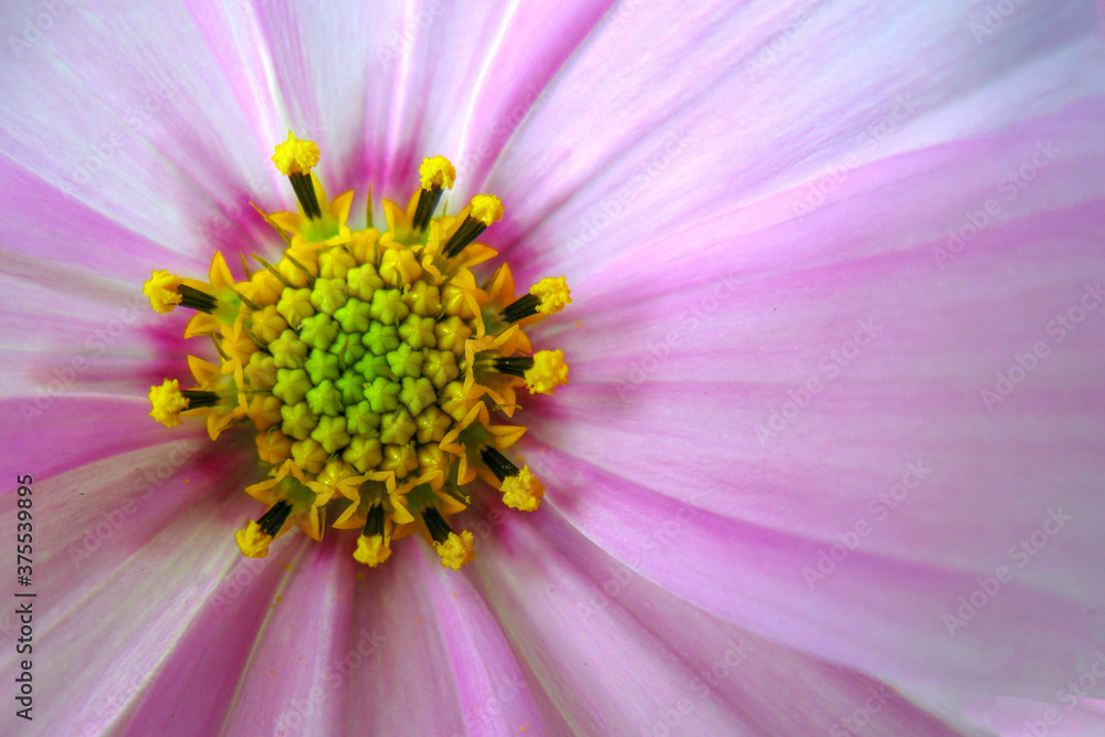 Beautiful flower with pink petals closeup selective focus with yellow core Beautiful flower with pink petals closeup selective focus with yellow core