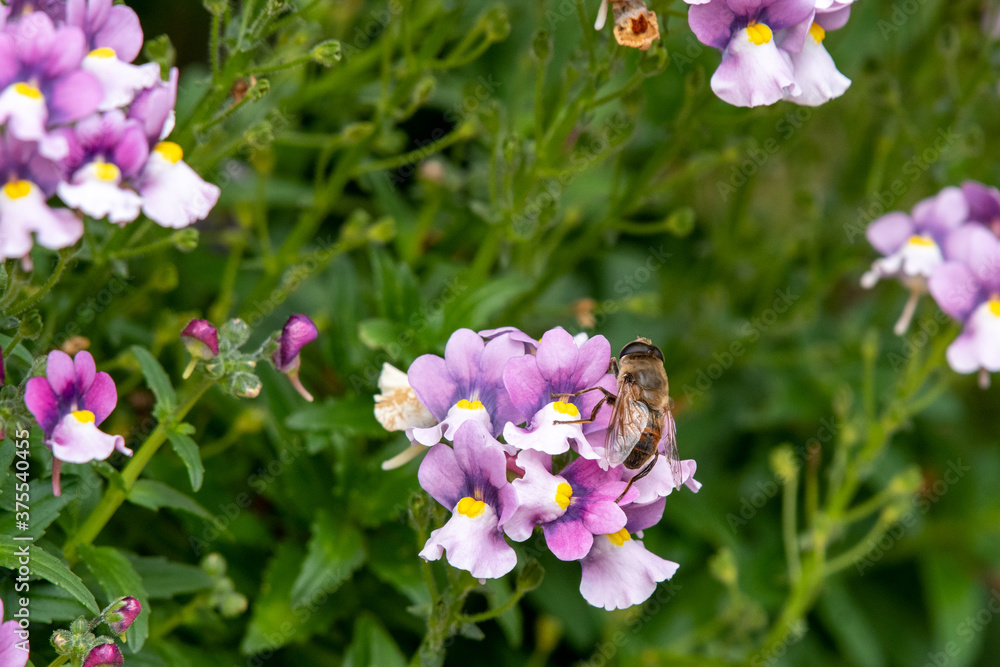 bee on purple flowers bee on purple flowers