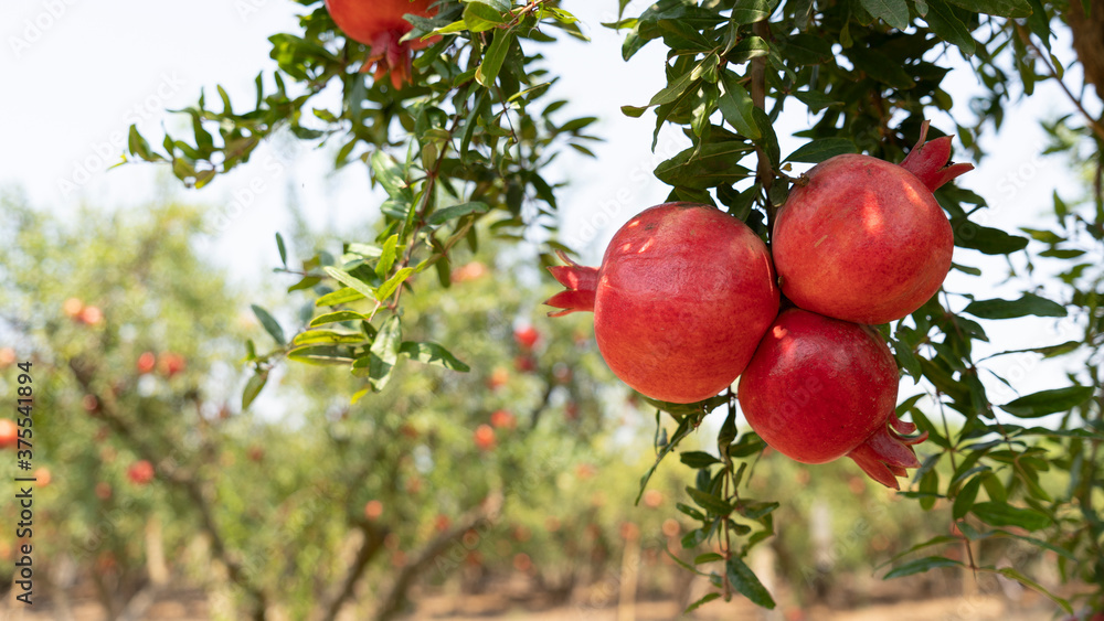 Pomegranate tree plantation in picking season Pomegranate tree plantation in picking season
