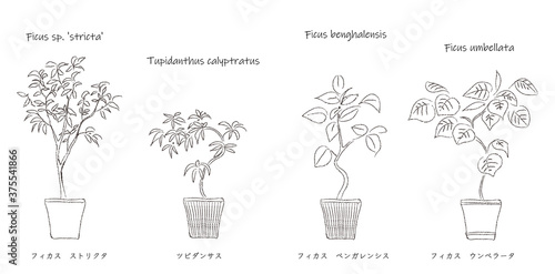 鉢植えのインドアグリーン　線画
Potted indoor green　 line drawing