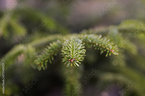 close up of a fir branch
