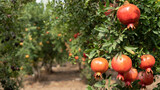 Pomegranate tree plantation in picking season