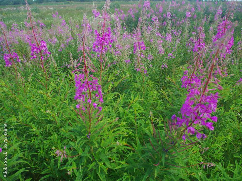 Fototapeta premium Blooming Willow herb Ivan tea