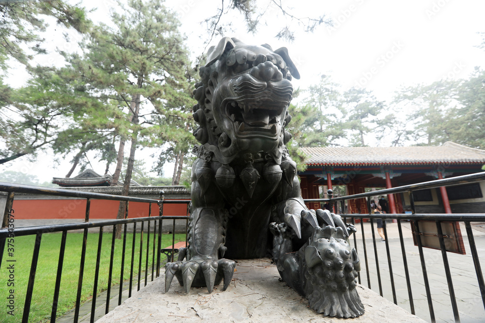 Fototapeta premium The copper lion