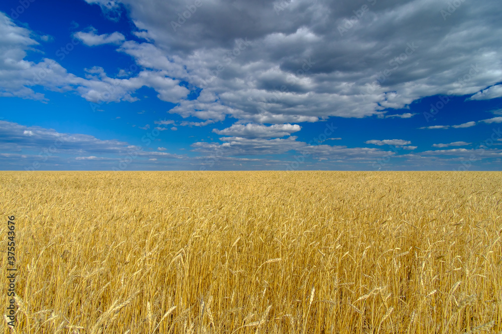 Golden ears of ripe wheat on the field. Beautiful landscape on a background of blue sky with clouds on a sunny summer day. Wheat harvest.