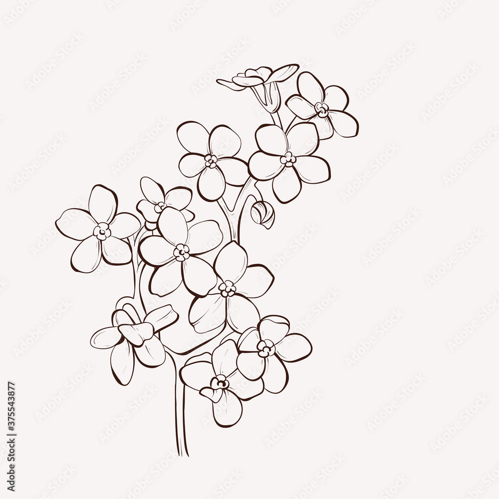 Forget Me Not Flowers Vector Hand