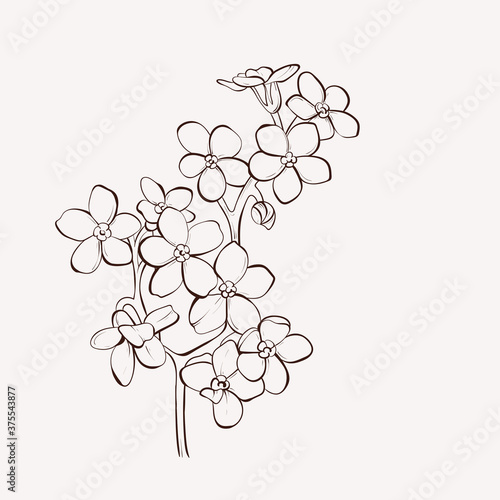 Forget-me-not flowers. Vector hand drawn engraved floral card. Botanical Black ink sketch. Great for tattoo  invitations  greeting cards  decor .