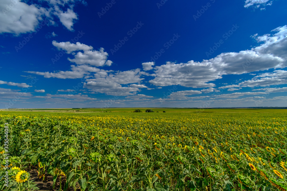 A field of sunflowers against a blue sky. Bright yellow blooming sunflowers on a summer sunny day. White cumulus clouds in the sky. Beautiful natural background. High quality photo