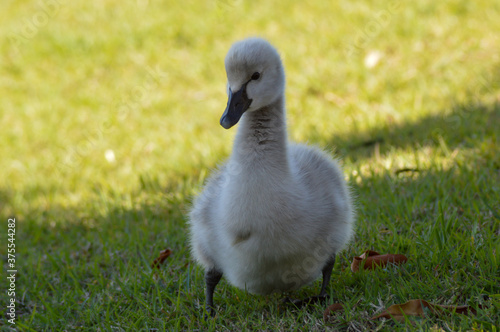 Baby black swan