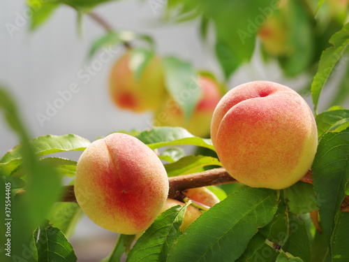Ripe delicious fruit peaches