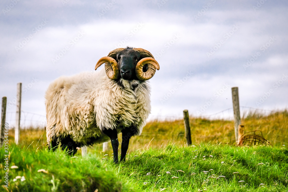 Fototapeta premium Impressive blackface sheep with huge horns in County Donegal - Ireland
