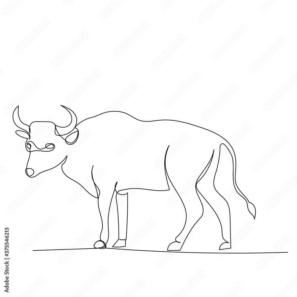 isolated, sketch, one line drawing bull