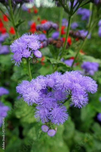 Ageratum houstonianum photo