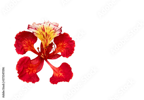 red Flam-boyant flower leaf isolated on white background.