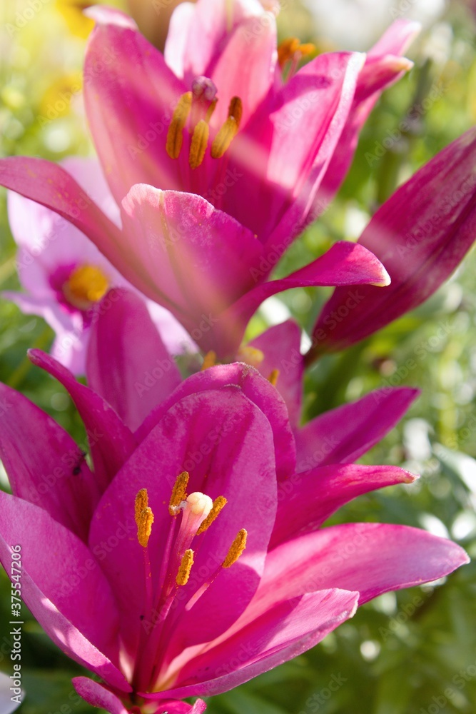 Close-up of a pink lily in summer light.Pink lily as a symbol of purity. Queen of gardens and parks.