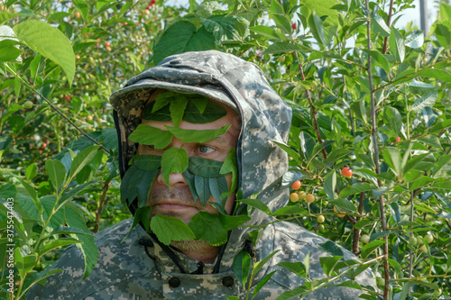A man is hiding in the bushes. Camouflage, unshaven, foliage on the face.  Summer forest. Concept - green man. 