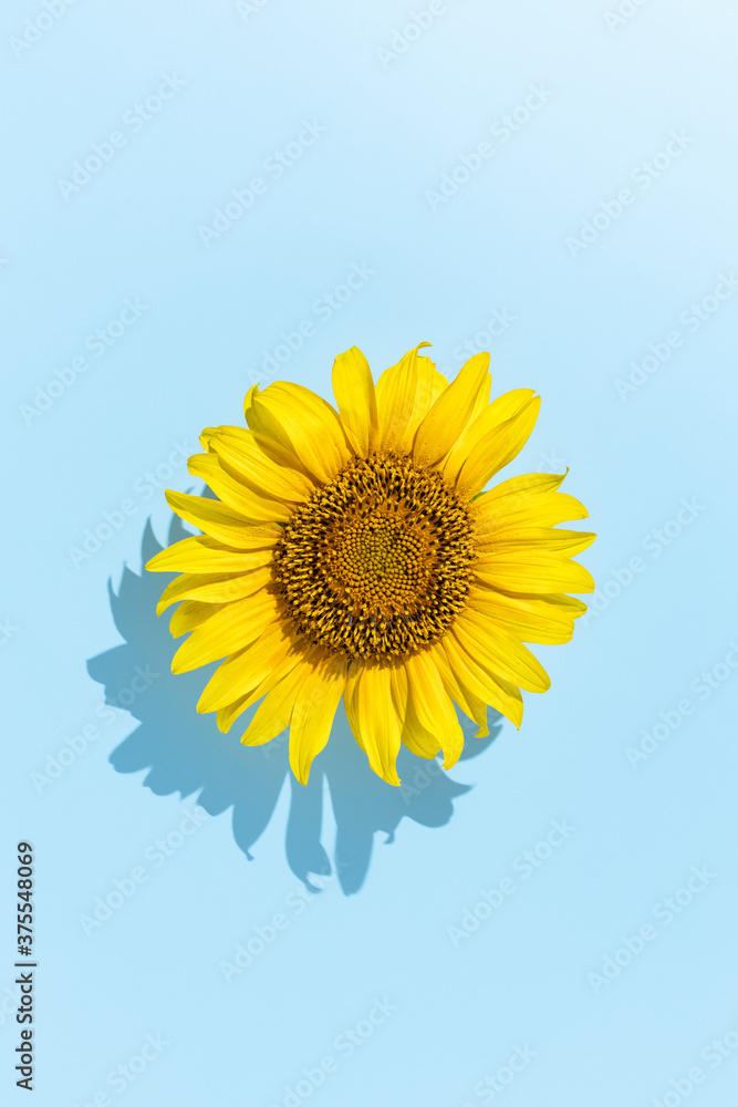 Sunflower head over blue background with summer shadow. Summer minimal concept. Flat lay. Sunflower head over blue background with summer shadow. Summer minimal concept. Flat lay.