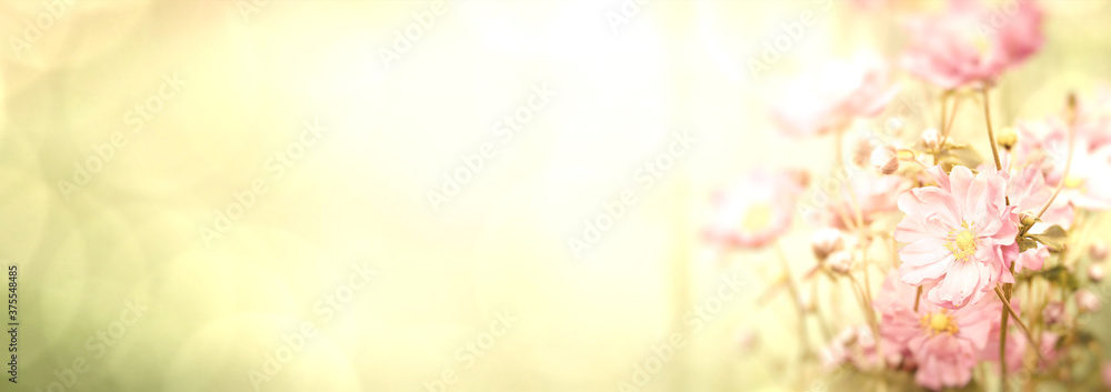 Beautiful pink anemone in sunlight against yellow background - floral summer and autumn banners / panorama