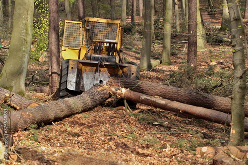 alter Forstschlepper zieht Baumst  mme aus dem Wald