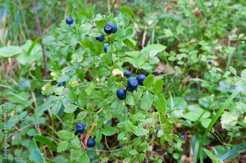 Juicy blueberries ripening on the bush Juicy blueberries ripening on the bush