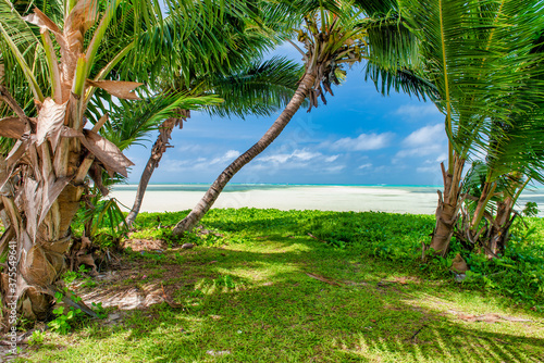 Palm trees along the shoreline  tropical island scenario