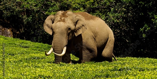 Canvas Print Wild Asian  male elephant in tea plantation