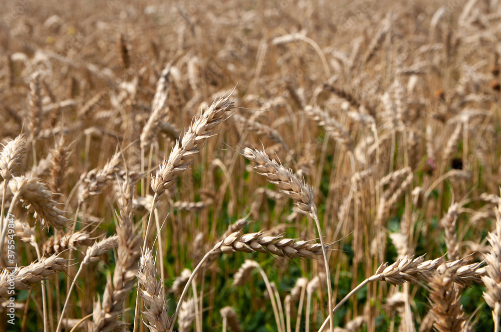 Fototapeta premium wheat field. wheat spikelets close up