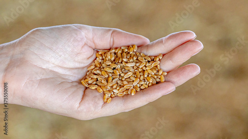 Autumn wheat harvest. Peeled grains of ripe wheat in women's hands close-up