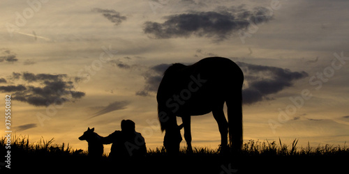 coucher de soleil silhouette d un cheval et d un cavalier ou cavali  re indian elephant