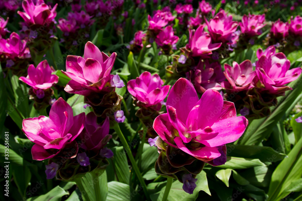 Siamese flowers,Krachiew flower field green leaf background Siamese flowers,Krachiew flower field green leaf background
