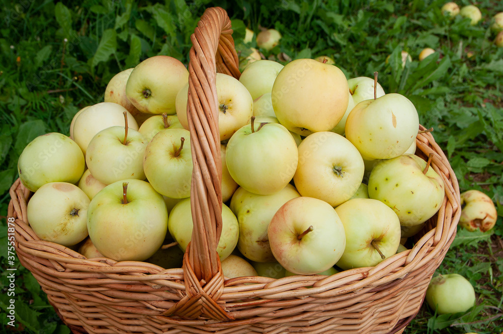 Healthy organic yellow apples in the basket. The basket is on the grass next to the Apple tree, the apples are on the grass.