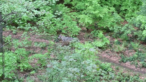 Wolf in a forest in Bavaria, Germany, Europe