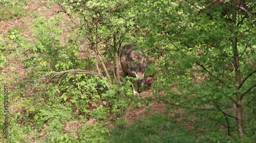 Wolf in a forest in Bavaria, Germany, Europe