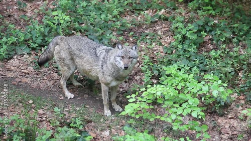 Wolf in a forest in Bavaria, Germany, Europe