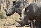 Three Rhinoceros (Rhinocerotidae) - South Africa.