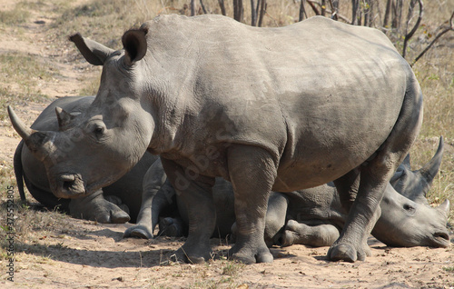 Three Rhinoceros  Rhinocerotidae  - South Africa.