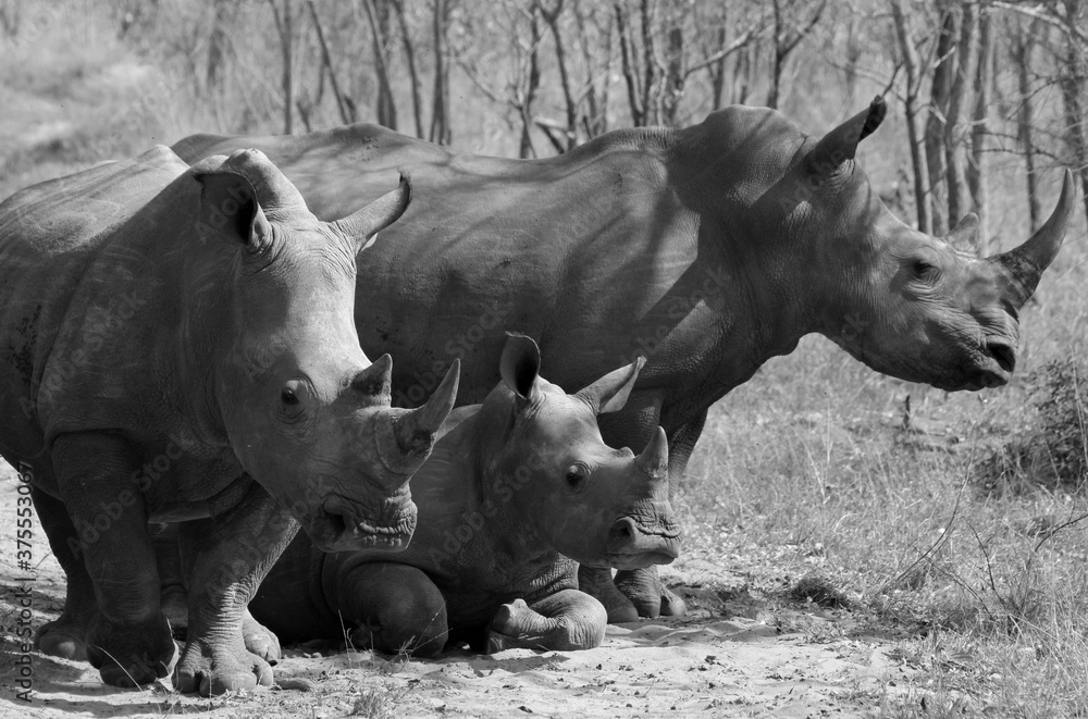 Fototapeta premium Three Rhinoceros (Rhinocerotidae) - South Africa. 