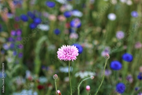Pink and blue coloured cornflowers in a flower bed