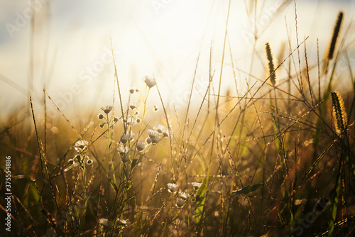 Grass and wildflowers in sunlight in medow. Natural background and texture. Retro image tone