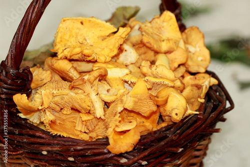 Panier de girolles