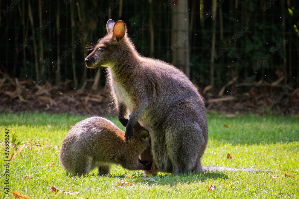 Naklejka premium zoo z kangurami champrépus, zwierzęta przyrodnicze, ogród