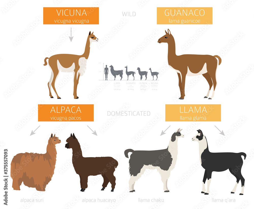 Camelids family collection. Llama infographic design
