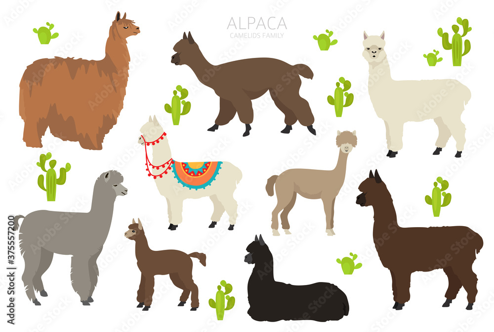 Camelids family collection. Alpaca graphic design