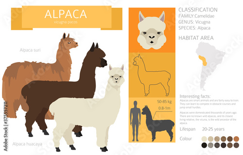 Camelids family collection. Alpaca graphic design