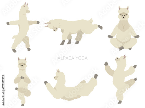 Camelids family collection. Alpaca yoga graphic design