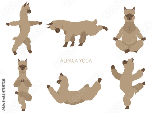 Camelids family collection. Alpaca yoga graphic design