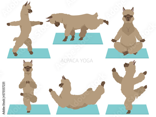 Camelids family collection. Alpaca yoga graphic design