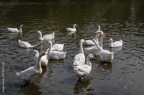 white geese swimming in the pond