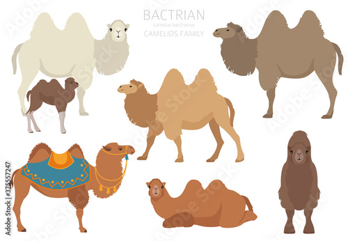 Camelids family collection. Bactrian camel infographic design